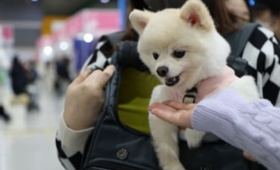 노령반려동물가입가능한지