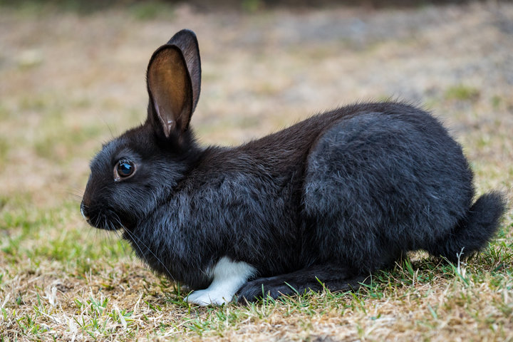 토끼 꿈 해몽 [ 토끼 마주치는 꿈&amp;#44; 토끼랑 노는 꿈&amp;#44; 산토끼를 잡는 꿈 등] 