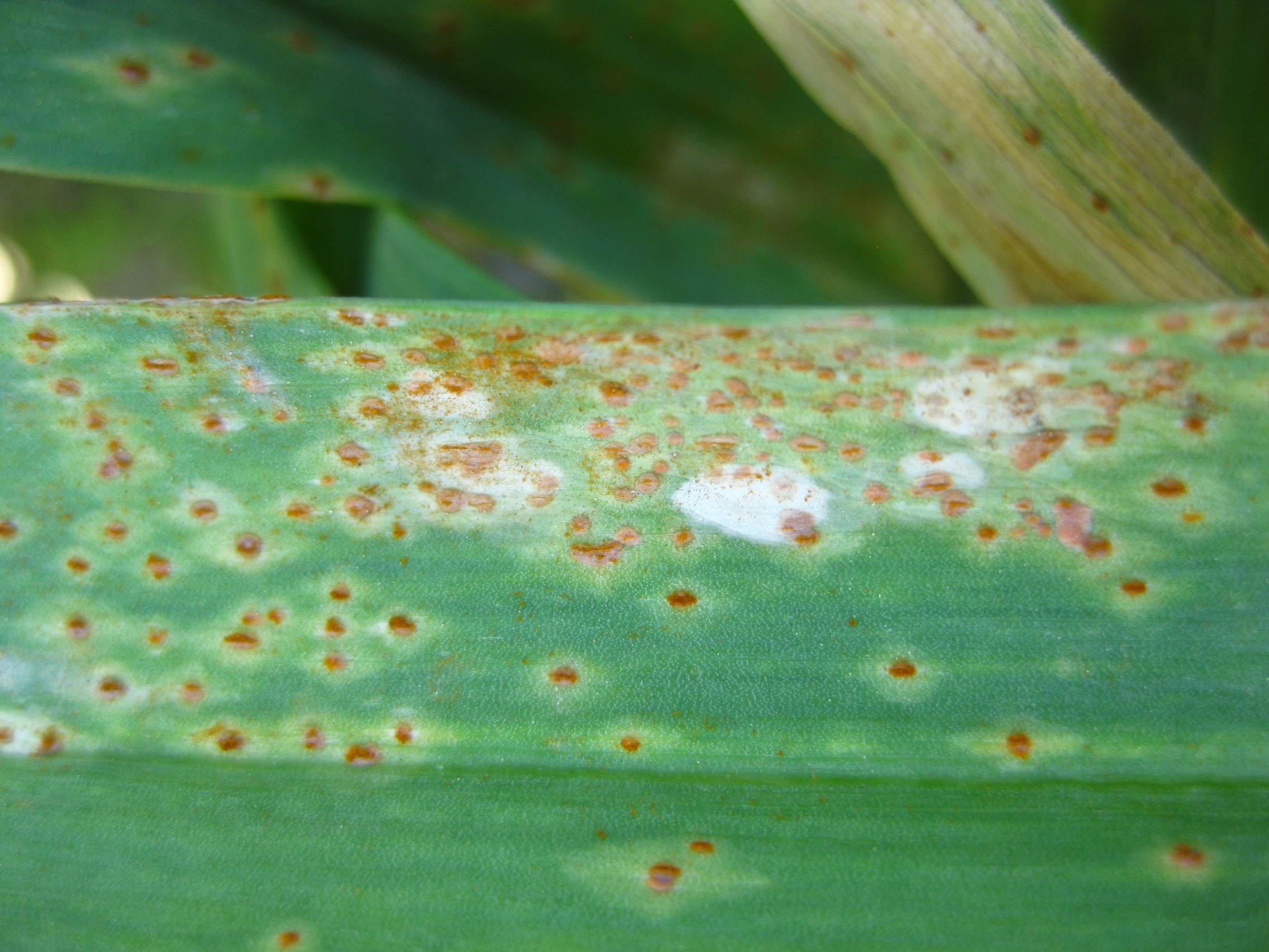 마늘, 양파 녹병의 모든 것(녹병 원인, 예방법, 방제, 농약 추천)