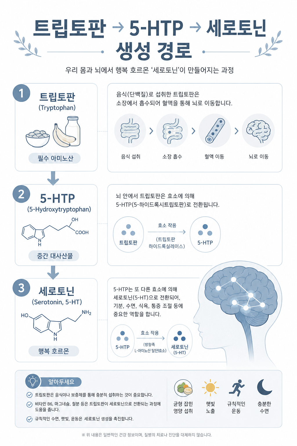 트립토판이 5-HTP를 거쳐 세로토닌으로 전환되는 과정을 보여주는 인포그래픽