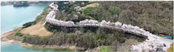 임실-옥정호-10km-벚꽃길-산책길-위치-주차-주변-명소