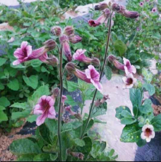 숙지황 먹는 법과 가격