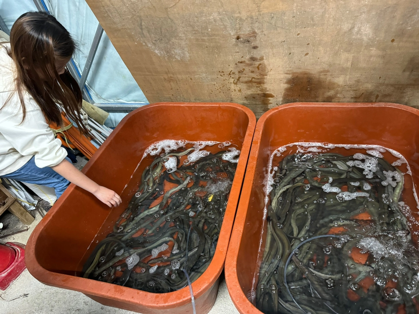 자연산 민물장어 가격이 너무 좋아요~ 자연산 장어는 자주 접하지 못하는 거 같은데 큰 이유가 아무래도 비싼 가격이 아닐까 행각해요~ 그런데 이게 웬걸 가격이 너무 좋았고 맛이 얼마나 쫀득거리는지 안 먹어본 사람은 절대 모르는 그 식감이 있어요. 그럼 민물장어와 바다 장어 차이와 왜 민물장어가 비싼지도 궁금하겠지요?