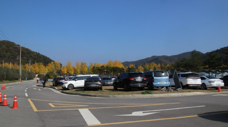 괴산 문광저수지 은행나무길