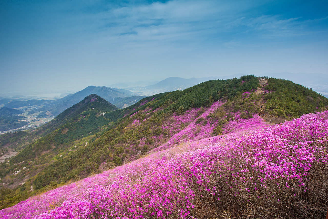 전남 섬여행 봄꽃 여행지 축제 베스트5