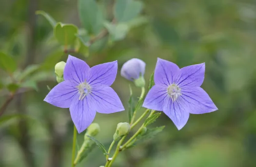 도라지의 효능&amp;#44; 건강에 좋은 이유 10가지