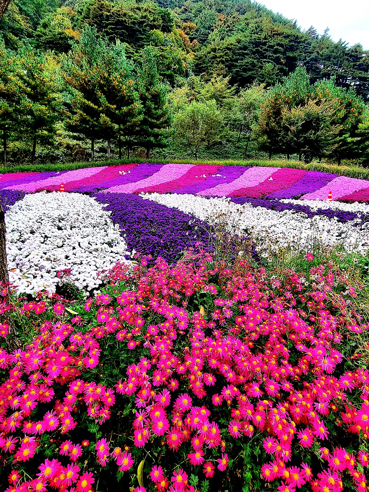 다시 찾아간 2024 인제 가을꽃축제: 국화, 야생화, 수변산책로, 숲 속 꽃길의 매력