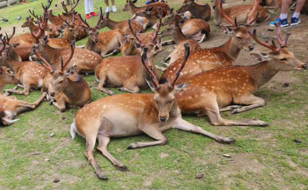 오사카 여행 코스
