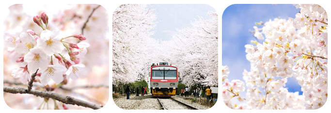 진해 군항제 일정 및 주차장 정보