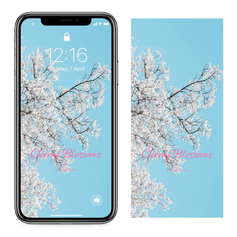 04 흰색 벚꽃나무 C - Cherry Blossoms 봄배경화면