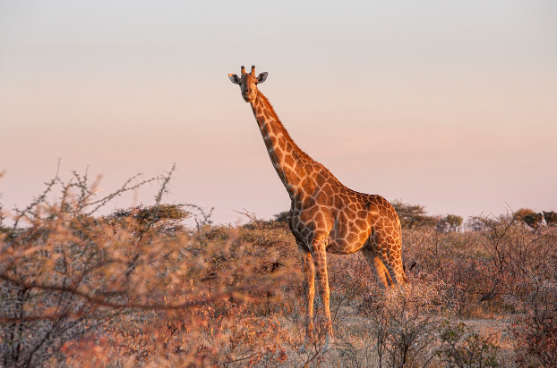 다윈의 실수 종의 기원에서 틀렸다고 밝혀진 부분들
