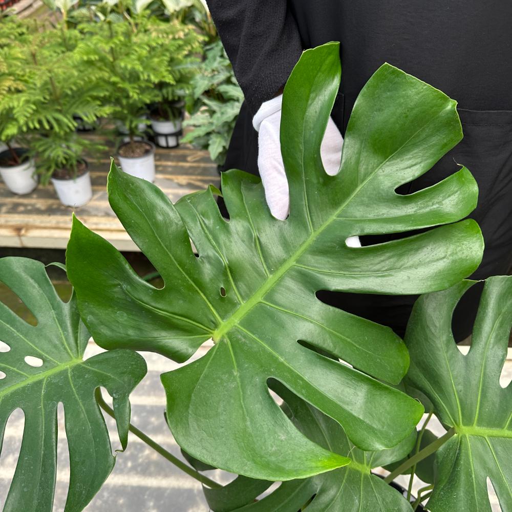 몬스테라 크게 키우는법 키우기 대품 잎이 누렇게 되었을때