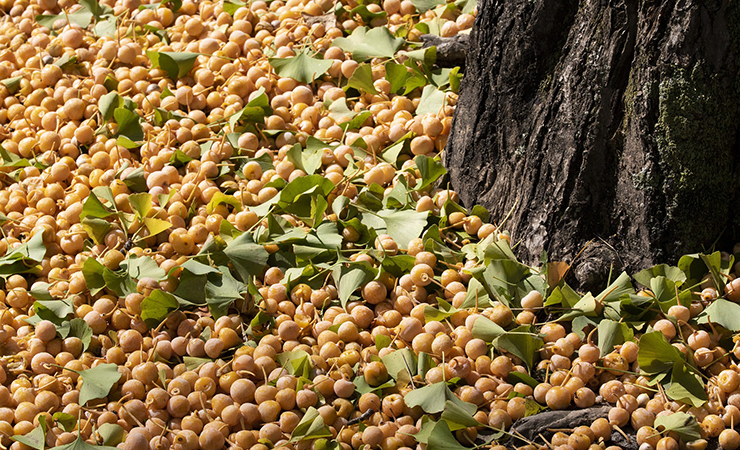 가을 제철음식 은행 열매