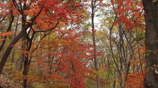 2025 무등산 단풍 절정시기 확인! 가을 BEST 등산코스 완전 정복