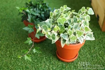 아이비 물주기 수경재배 삽목번식 빛관리 초보도 금방 성공_2