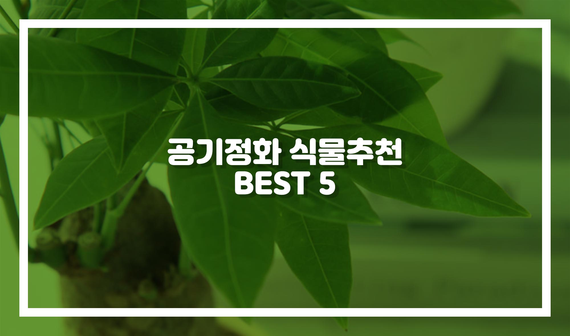 공기정화 식물 추천