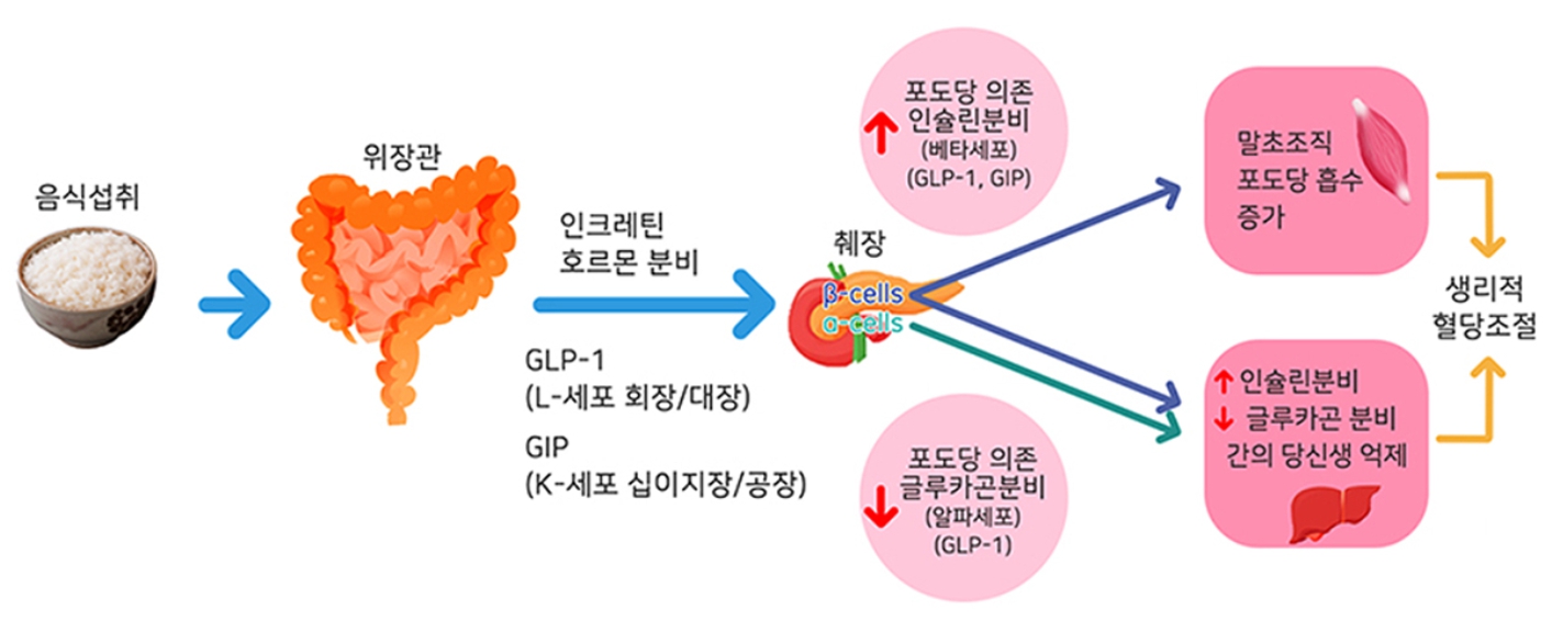 당뇨의 혈당 이동원리 표