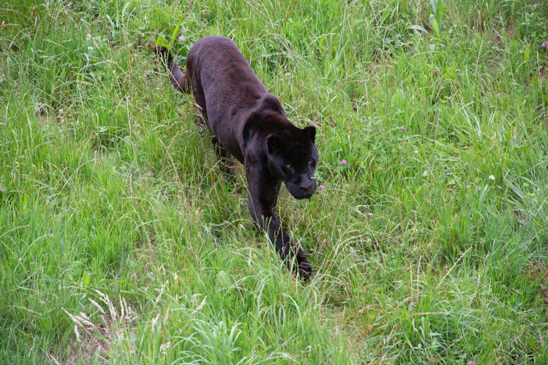 Panther