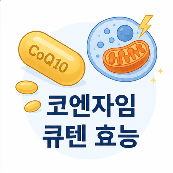 코엔자임Q10 캡슐과 세포 에너지 아이콘으로 코엔자임 큐텐 효능을 표현한 이미지