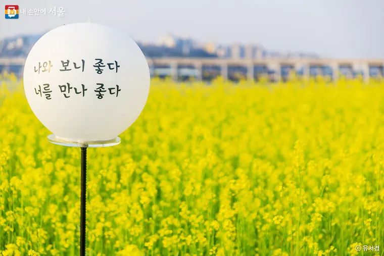 서래섬 유채꽃 축제 2025 서울 봄꽃 명소_5