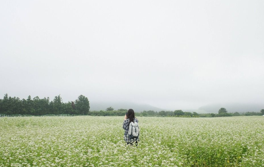 보롬왓 메밀꽃 축제