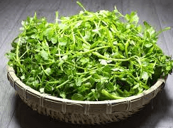 미나리 사진 - 00123