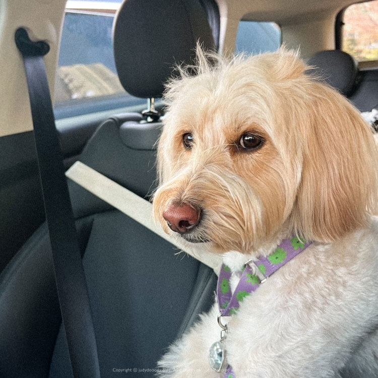 도넛맛집 애견동반카페 캘리포니아도넛클럽