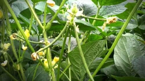 팥-적두-꼬투리-비대-수확시기-병충해-관리방법