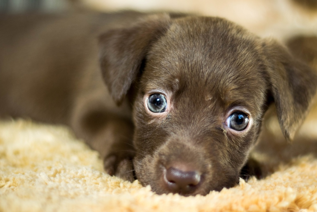 유기견 강아지 이미지