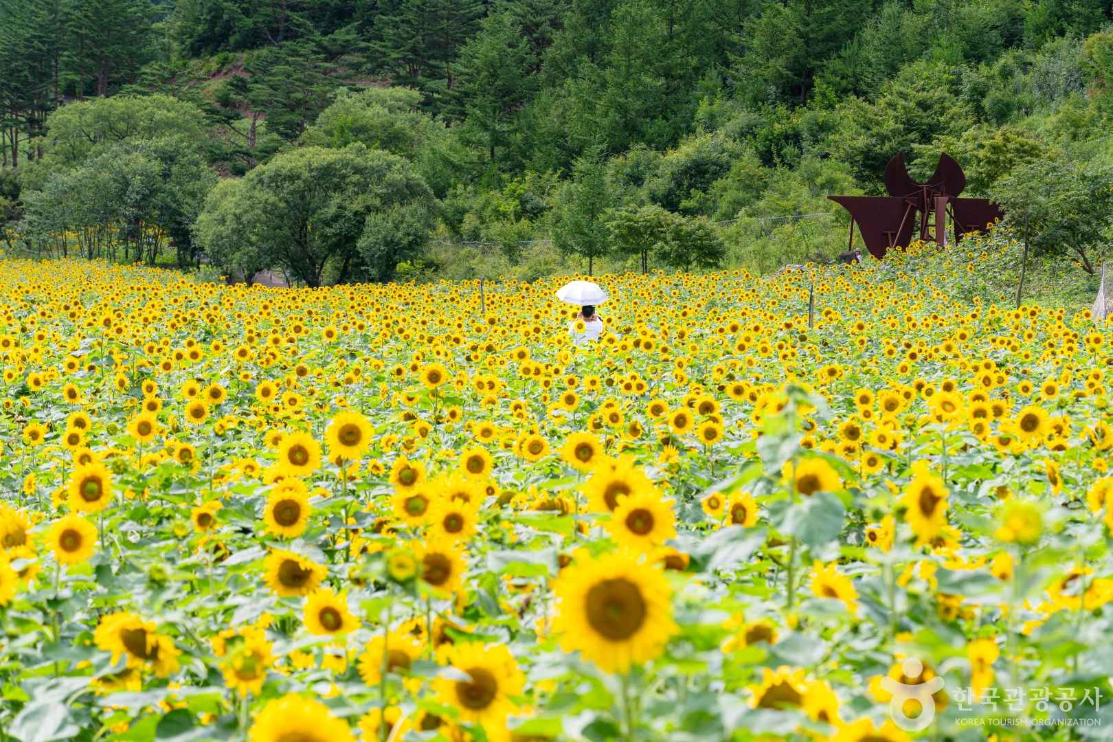 태백 해바라기축제