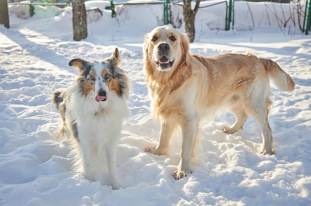 겨울철 강아지 관절을 지키는 실내 운동 루틴 총정리