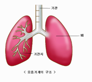 호흡기계의 구조 이미지사진