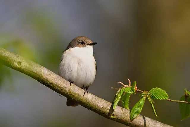 싸리버섯 채취시기종류 정보를 정리_6