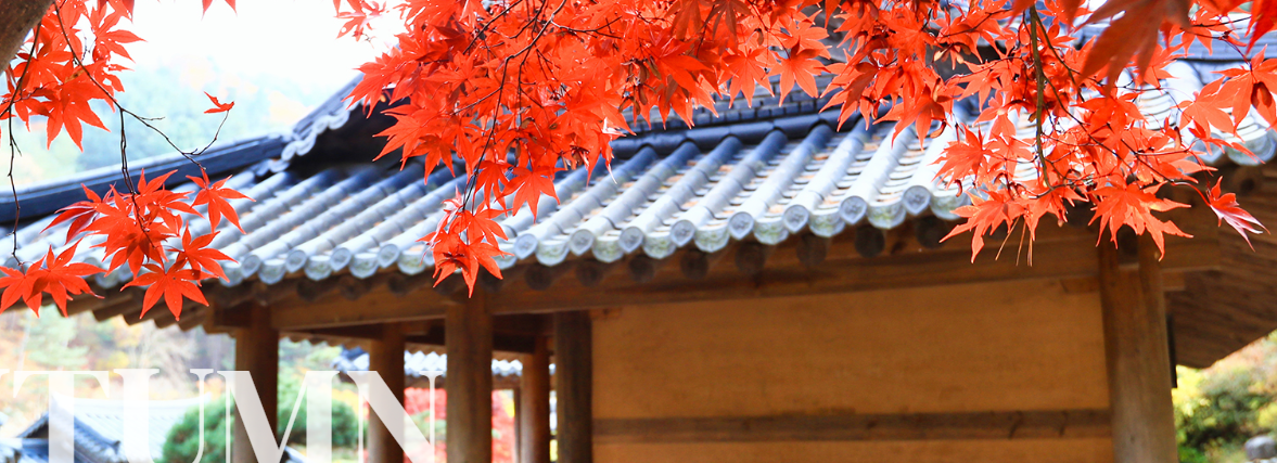 아침고요수목원국화전시회