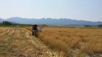 귀리 재배 봄 파종 배수 관리 비료량 조절_9