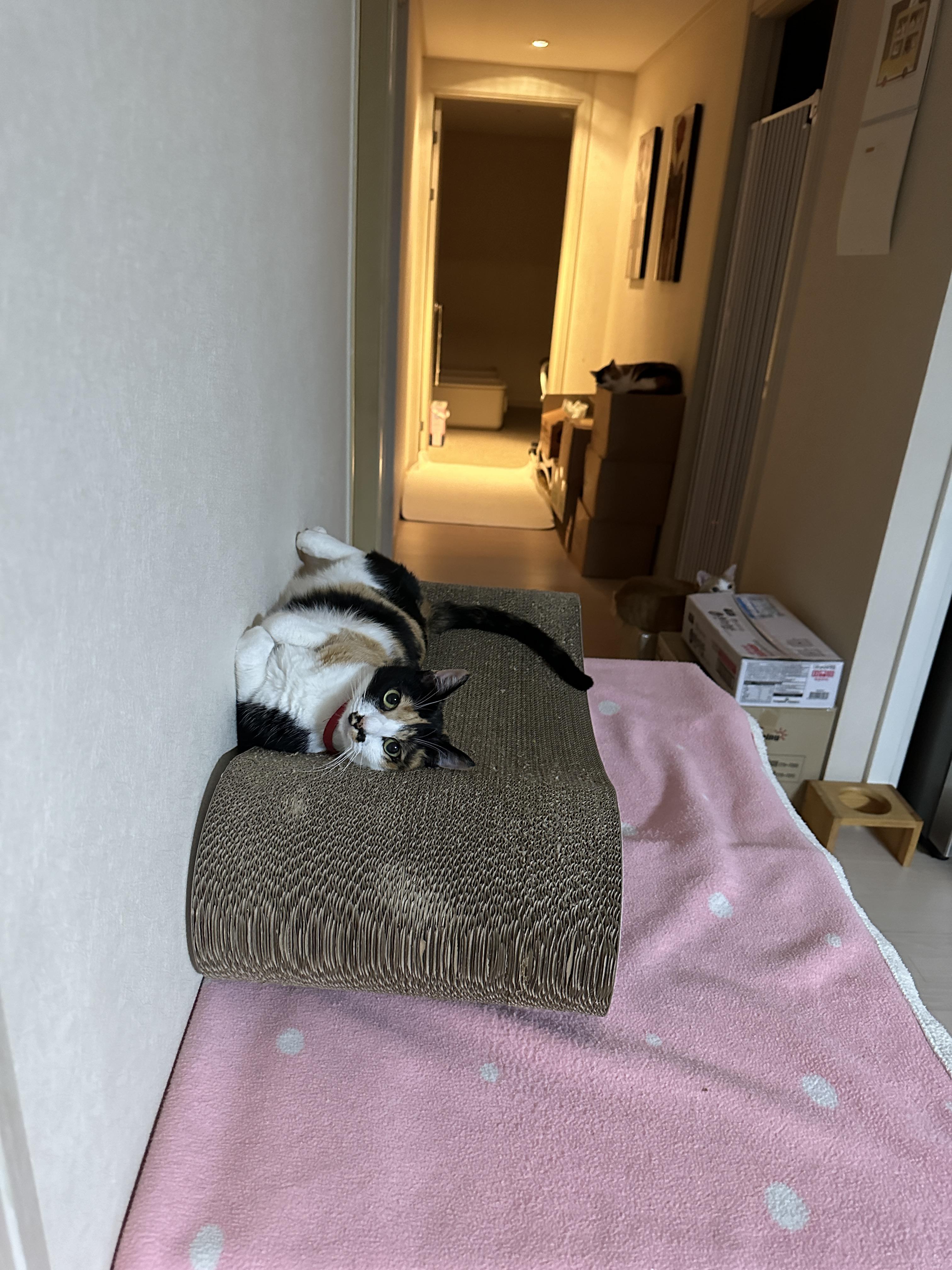 스크래쳐_위에_발라당_누워서_엄마_쳐다보는_다다