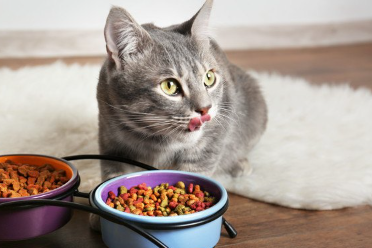 음식을 먹는 고양이.