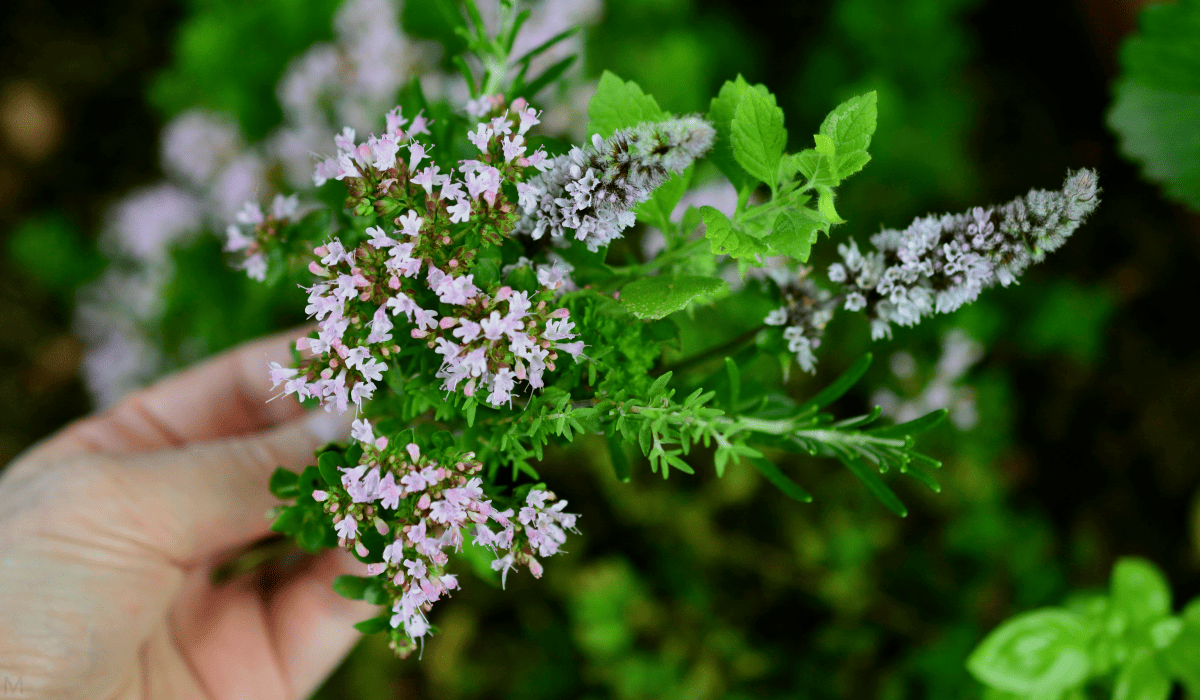 당뇨에_좋은_약초_21