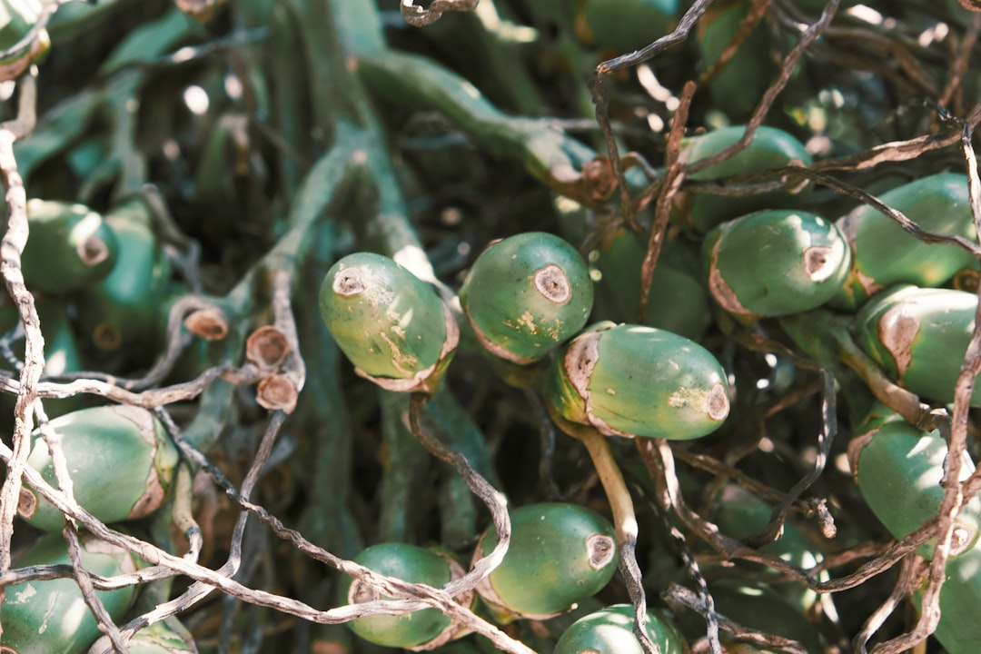 Tropical fruit