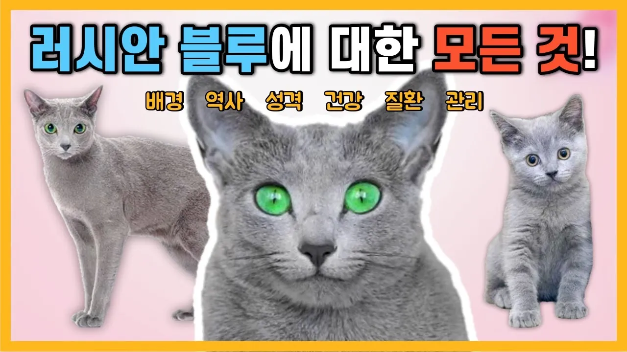 러시안블루 가격 성격 무료분양 털빠짐 수명 키우기 종류_8