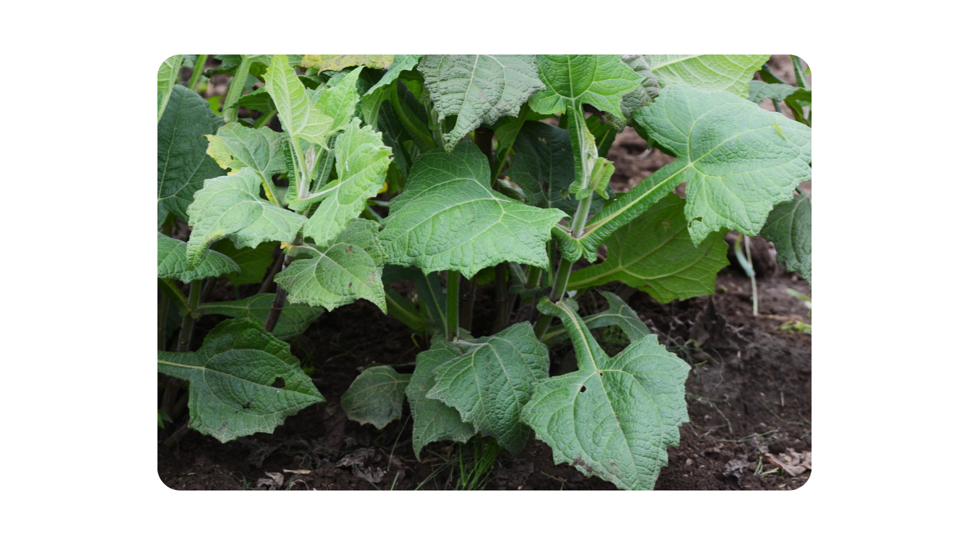 건강식 땅속의배 야콘