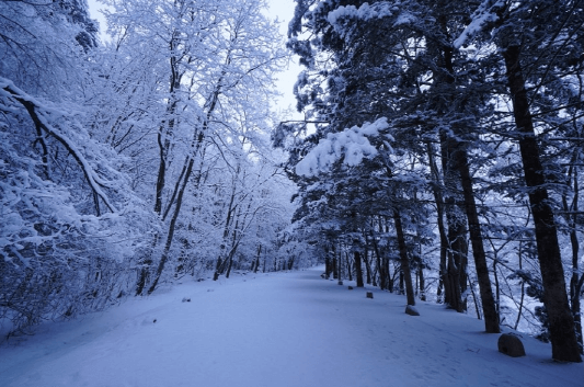 강원도 겨울 트레킹 추천 BEST 5 : 설경 걷기 좋은 길