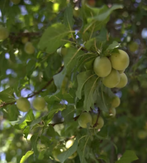 매실 효능과 부작용 고르는법 칼로리