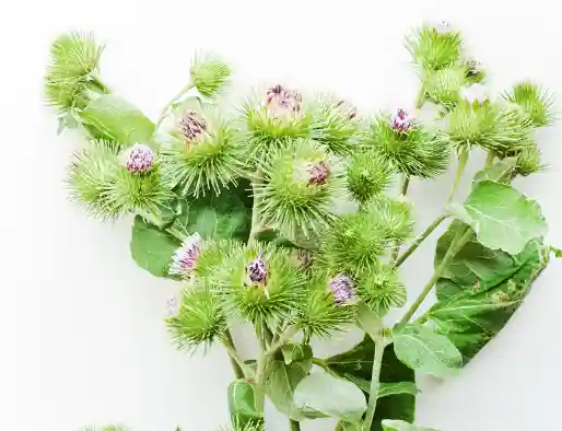 우엉차 효능과 영양성분, 먹는 방법 및 부작용