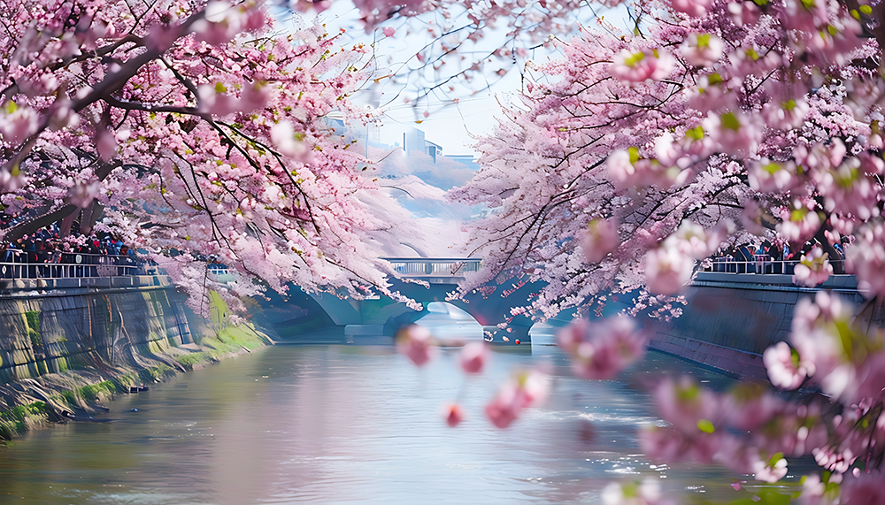 2025 벚꽃 개화시기