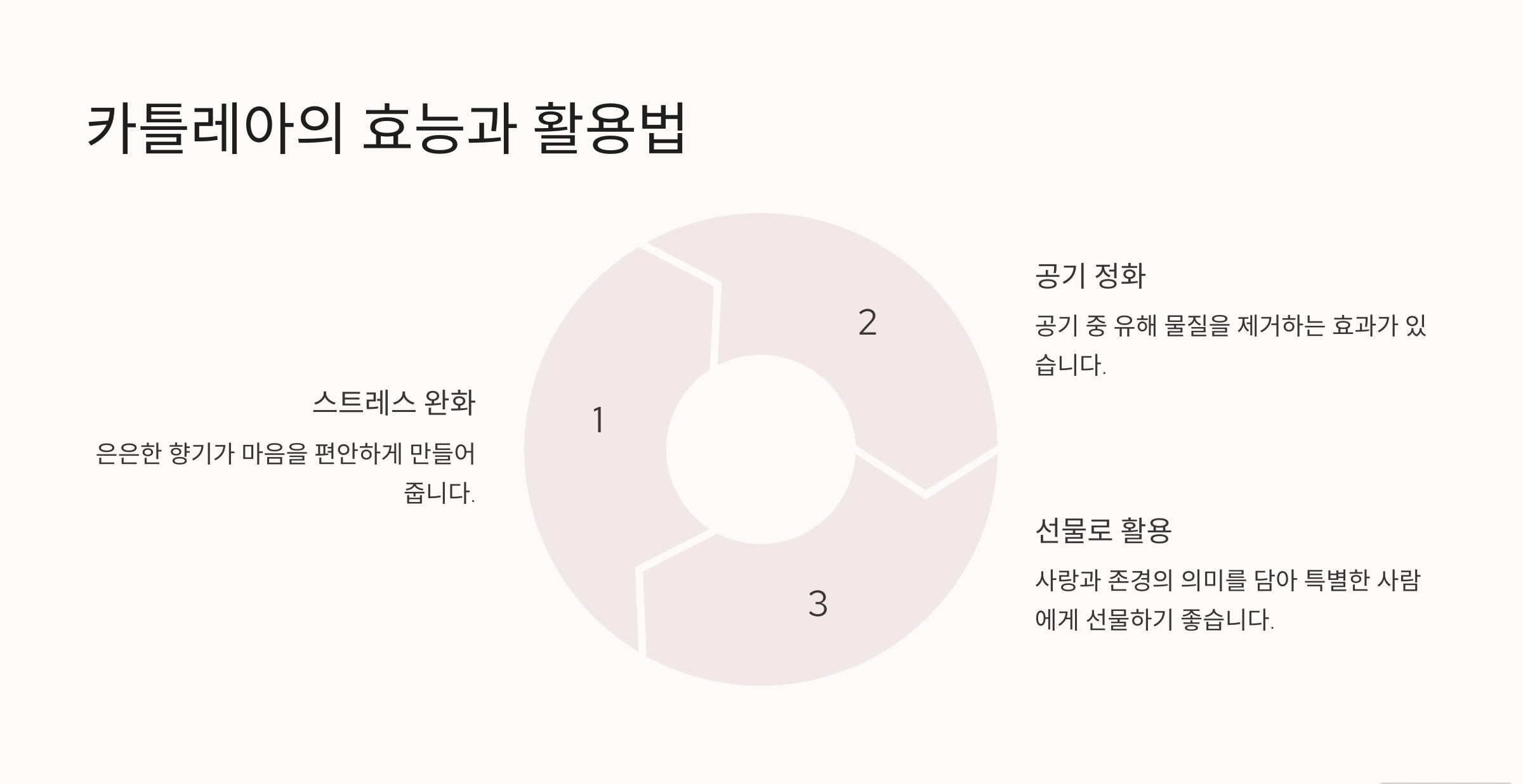 카틀레아 사진