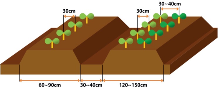 텃밭 &quot;8월, 김장 배추 심으세요!&quot; 올 가을 김장은 지금부터!