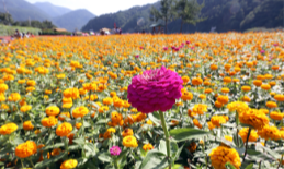 9월 축제&amp;#44; 9월 가볼만한 곳&amp;#44; 9월 여행&amp;#44; 가을 축제&amp;#44; 가을 갈 만한 곳&amp;#44; 평창 백일홍 축제&amp;#44; 자라섬 꽃 페스타&amp;#44; 강남페스티벌&amp;#44; 경기 도자비엔날레&amp;#44; 홍성 남당항 대하축제&amp;#44; 디자인 아트 페어&amp;#44; 천안 흥타령 춤 축제&amp;#44; 안동 국제 탈춤 페스티벌&amp;#44; 무주 반딧불축제&amp;#44; 영광 불갑산 상사화축제