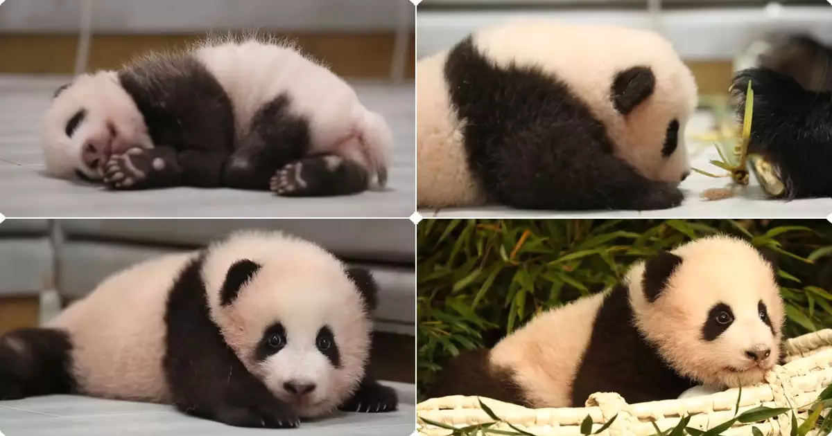 꼬물이 푸바오1