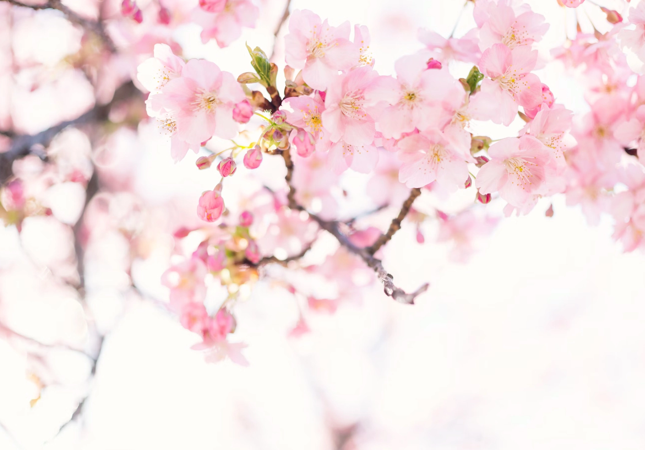 화개장터 벚꽃축제 가는방법